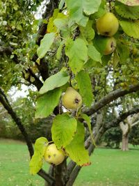 Close-up of fruits growing on tree