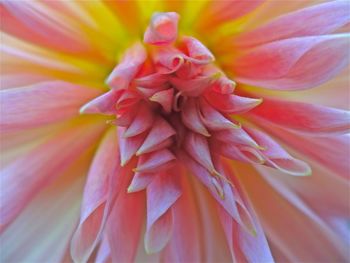 Close-up of pink flower