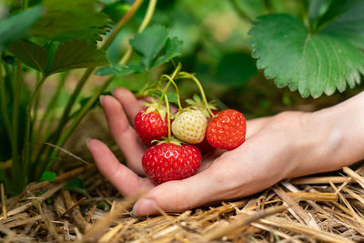 Cropped hand holding strawberries