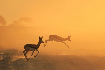 Deer jumping on field during sunset