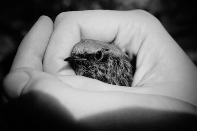 Close-up of hand holding small bird