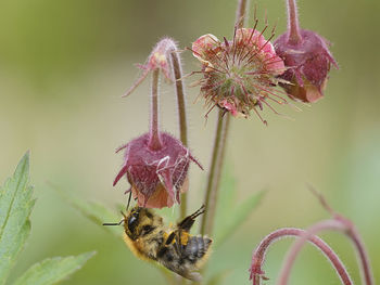 Close-up of bee pollinating on flower