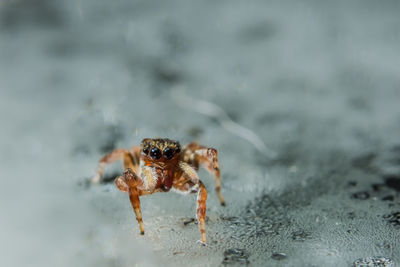 Close-up of spider on wet street