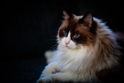 Close-up of a cat looking away