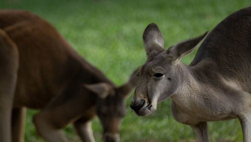 Close-up of deer