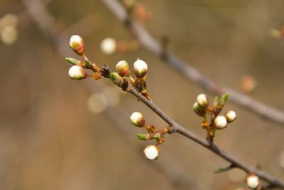 Close-up of cherry blossoms in spring
