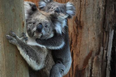 Close-up portrait of koala on tree trunk