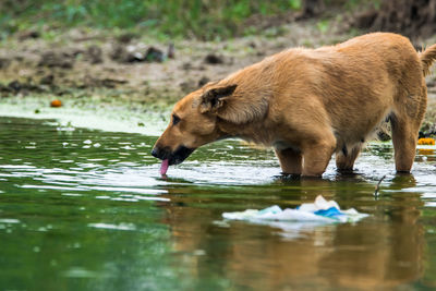Side view of horse drinking water in lake