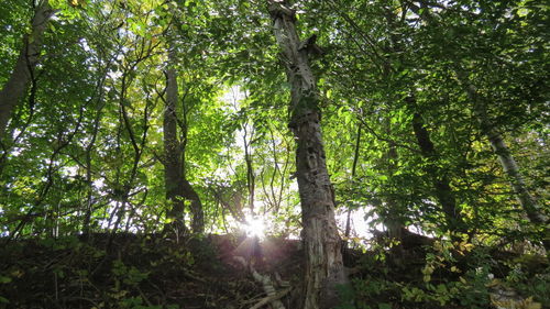 Sun shining through trees in forest