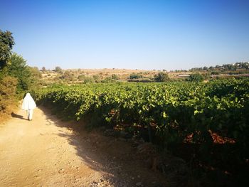 Scenic view of agricultural field against clear sky