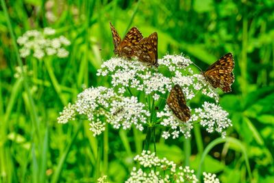 Close-up of butterfly pollinating on flower