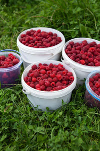 Harvesting raspberries, buckets of raspberries are on the grass. fresh and very healthy berry.
