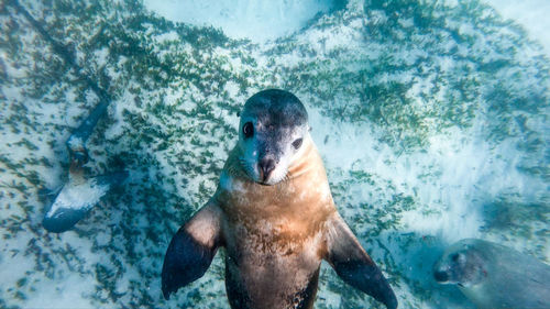 Underwater image of a friendly sea lion