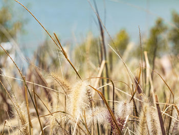 Close-up of crops on field against sky