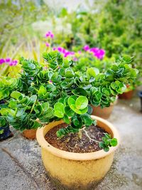 Close-up of potted plant