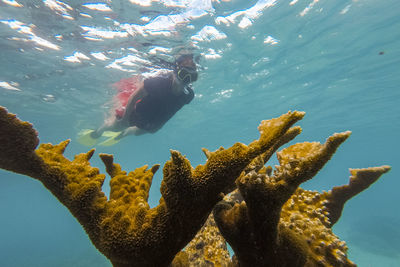 Scuba diving in sea ocean of curacao