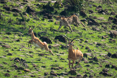 High angle view of deer on field