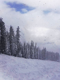 Pine trees on snow covered land against sky