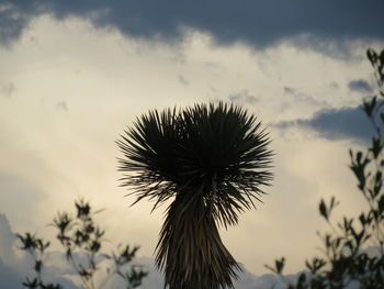 Close-up of flower against sky