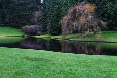 Scenic view of lake with trees in background