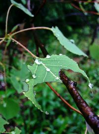 Close-up of plant