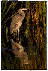 High angle view of gray heron perching on lake