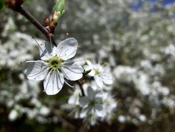 Close-up of insect on white flower