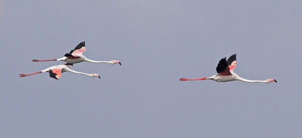 Low angle view of bird flying against clear sky