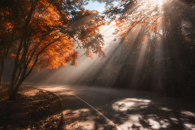 Sunlight streaming through trees during autumn