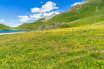 Colorful flowery meadow during summer at maddalena pass on the border between italy and france