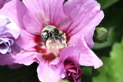 Close-up of insect on pink flower