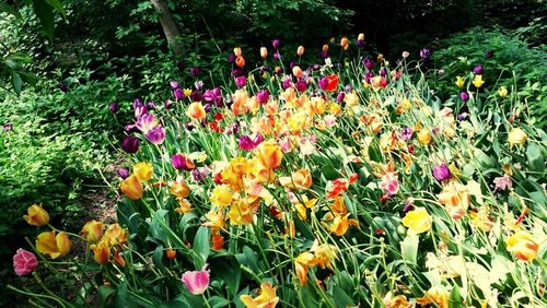 Close-up of flowers blooming in field