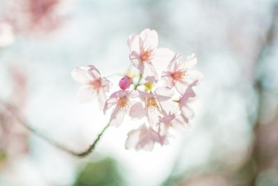 Close-up of pink cherry blossoms