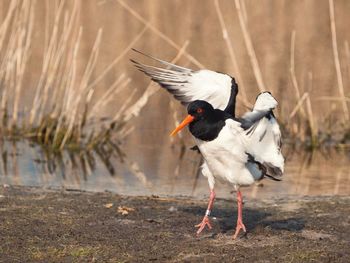 Oystercatcher on the shoreline