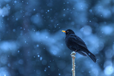 Close-up of bird perching on snow