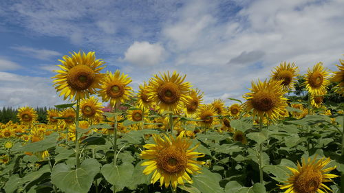 sunflower