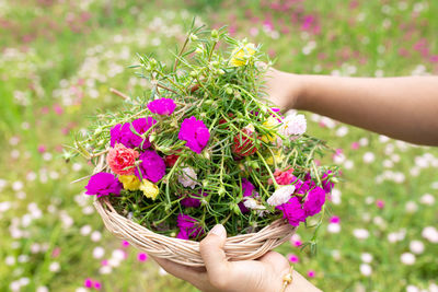 Midsection of person holding purple flowering plant in basket