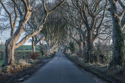 Road amidst trees in forest