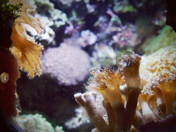 Close-up of coral swimming in sea