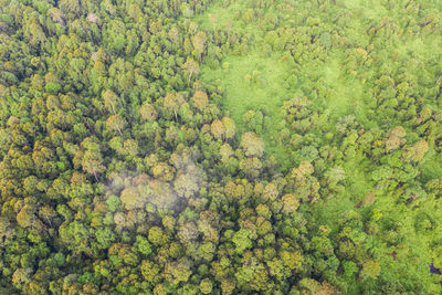 High angle view of plants and trees in forest