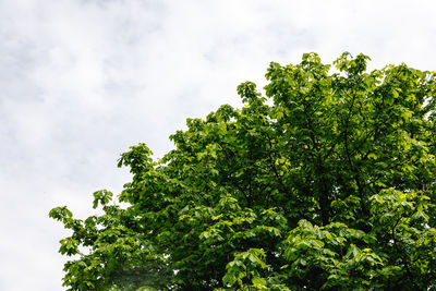 Low angle view of tree against sky