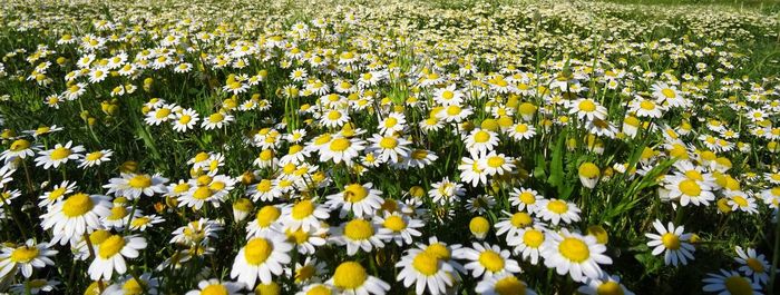 Close-up of white flowering plants on field