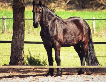 Horse standing in a field