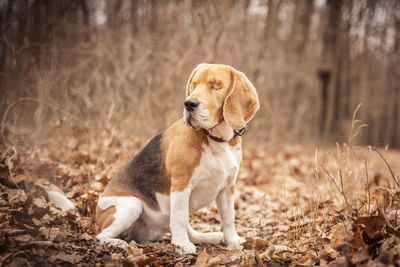 Dog looking away on field
