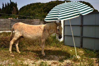 Horse standing on grass against sky