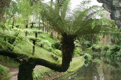 Scenic view of forest