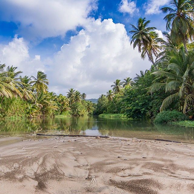 tree, sky, palm tree, tranquility, tranquil scene, beach, sand, nature, cloud - sky, scenics, cloud, growth, beauty in nature, water, landscape, day, green color, blue, idyllic, shore