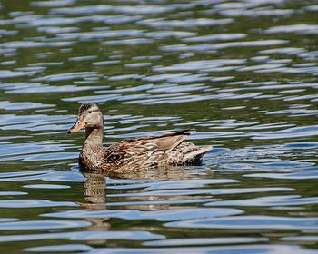 Duck swimming in lake