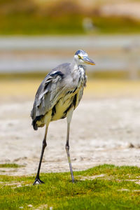 Gray heron perching on a land