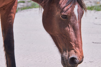 Close-up of horse on field